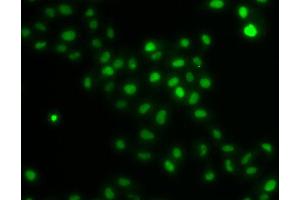 Immunofluorescence analysis of U20S cell using HIRIP3 antibody. (HIRIP3 anticorps)