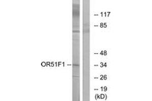 Western blot analysis of extracts from K562 cells, using OR51F1 Antibody. (OR51F1 anticorps  (AA 269-318))