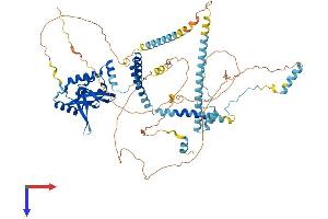 AlphaFold protein structure predicition of Mouse Recombinant Rtf1 Protein, UniprotID A2AQ19