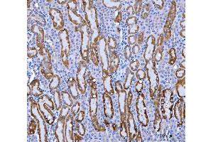 IHC analysis of KMO using anti-KMO antibody (ABIN7600958). (KMO anticorps  (AA 26-372))