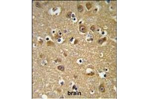 YIPF5 Antibody (N-term) (ABIN653506 and ABIN2842912) IHC analysis in formalin fixed and paraffin embedded brain tissue followed by peroxidase conjugation of the secondary antibody and DAB staining. (YIPF5 anticorps  (N-Term))