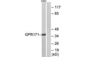 Western blot analysis of extracts from K562 cells, using GPR171 Antibody. (GPR171 anticorps  (AA 141-190))