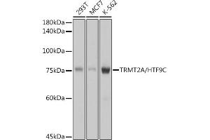 Western blot analysis of extracts of various cell lines, using TRMT2A/HTF9C antibody (ABIN7271002) at 1:1000 dilution. (TRMT2A anticorps)