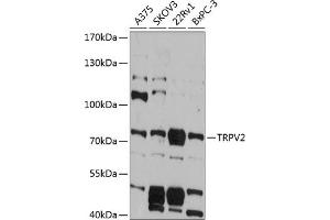 Western blot analysis of extracts of various cell lines, using TRPV2 antibody (ABIN6128840, ABIN6149598, ABIN6149599 and ABIN6215974) at 1:3000 dilution.