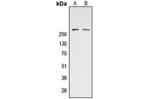 Western blot analysis of ACC alpha (pS80) expression in HeLa (A), NIH3T3 PMA-treated (B) whole cell lysates.