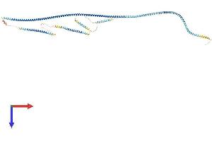 AlphaFold protein structure predicition of Mouse Recombinant Sdccag8 Protein, UniprotID Q80UF4
