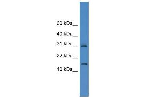 WB Suggested Anti-CST8 Antibody Titration: 0.