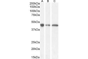 (ABIN571171) (0. (GNAS anticorps  (Internal Region))