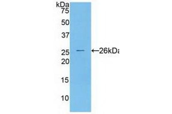 Cathepsin S antibody  (AA 115-331)