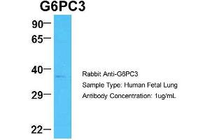 Host: Rabbit Target Name: G6PC3 Sample Type: Human Fetal Lung Antibody Dilution: 1. (G6PC3 anticorps  (N-Term))