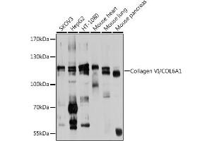 Western blot analysis of extracts of various cell lines, using Collagen VI/Collagen VI/COL6 antibody (ABIN6127647, ABIN6138847, ABIN6138848 and ABIN6224942) at 1:1000 dilution.