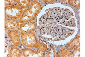 ADORA2B polyclonal antibody  (2 ug/mL) staining of paraffin embedded human kidney. (Adenosine A2b Receptor anticorps)