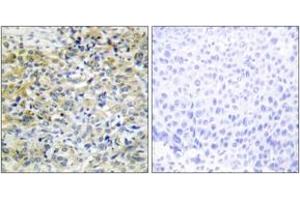 Immunohistochemistry (IHC) image for anti-Sedoheptulokinase (SHPK) (AA 31-80) antibody (ABIN2889797) (SHPK anticorps  (AA 31-80))