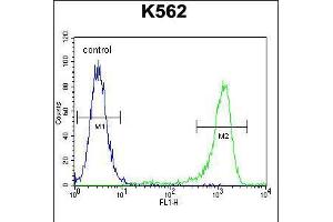 Flow cytometric analysis of K562 cells (right histogram) compared to a negative control cell (left histogram).