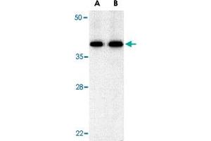 Western blot analysis of BUB3 in Jurkat cell lysate with BUB3 polyclonal antibody  at (A) 0.