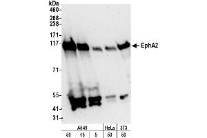 Western Blotting (WB) image for anti-EPH Receptor A2 (EPHA2) (AA 926-976) antibody (ABIN7450212)