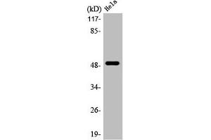 Western Blot analysis of HepG2 cells using LTβR Polyclonal Antibody (LTBR anticorps  (N-Term))