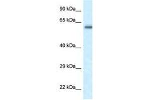 Image no. 1 for anti-FERM Domain Containing 5 (FRMD5) (AA 75-124) antibody (ABIN6747667)