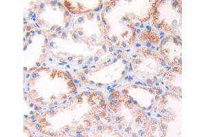 Used in DAB staining on fromalin fixed paraffin- embedded kidney tissue (ARSF anticorps  (AA 23-300))