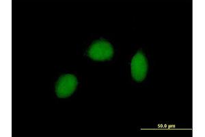 Immunofluorescence of purified MaxPab antibody to RALY on HeLa cell. (Raly anticorps  (AA 1-307))