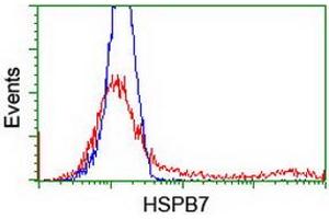 HEK293T cells transfected with either RC202861 overexpress plasmid (Red) or empty vector control plasmid (Blue) were immunostained by anti-HSPB7 antibody (ABIN2453834), and then analyzed by flow cytometry. (HSPB7 anticorps)