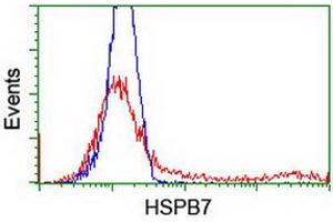 HEK293T cells transfected with either RC202861 overexpress plasmid (Red) or empty vector control plasmid (Blue) were immunostained by anti-HSPB7 antibody (ABIN2453834), and then analyzed by flow cytometry. (HSPB7 anticorps)