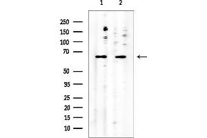 anti-Myosin Light Chain Kinase 2 (MYLK2) (Internal Region) antibody