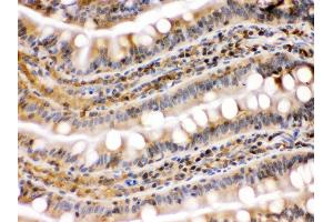 Anti- Hsp90 beta Picoband antibody, IHC(P) IHC(P): Rat Intestine Tissue