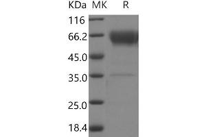 Western Blotting (WB) image for B and T Lymphocyte Associated (BTLA) (Active) protein (Fc Tag,ECD) (ABIN7321059)