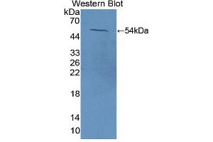 Figure. (Nucleobindin 1 anticorps  (AA 37-461))
