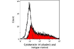 anti-Keratin 14 (KRT14) (C-Term) antibody