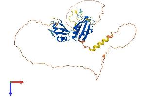 AlphaFold protein structure predicition of Human Recombinant RBM4B Protein, UniprotID Q9BQ04