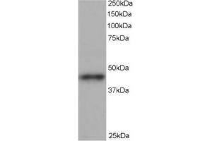 Image no. 1 for anti-ARP1 Actin-Related Protein 1 Homolog B, Centractin beta (ACTR1B) (C-Term) antibody (ABIN374429) (ACTR1B anticorps  (C-Term))
