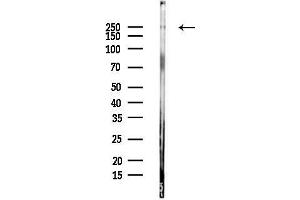anti-Myosin IXB (MYO9B) (N-Term) antibody
