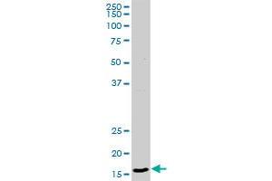 CD99 MaxPab rabbit polyclonal antibody.