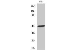 Western Blotting (WB) image for anti-Coagulation Factor II (thrombin) Receptor (F2R) (N-Term) antibody (ABIN3180923) (PAR1 anticorps  (N-Term))