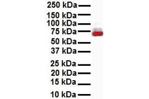 WB Suggested Anti-ELF1 antibody Titration: 1 ug/mL Sample Type: Human MCF7 (ELF1 anticorps  (N-Term))