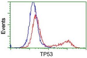 HEK293T cells transfected with either RC200003 overexpress plasmid (Red) or empty vector control plasmid (Blue) were immunostained by anti-TP53 antibody (ABIN2454550), and then analyzed by flow cytometry. (p53 anticorps)