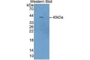 Detection of Recombinant C4a, Mouse using Polyclonal Antibody to Complement Component 4a (C4a) (C4A anticorps)