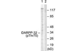 Western blot analysis of extracts from COS7 cells treated with Forskolin 40nM 30', using DARPP-32 (Phospho-Thr75) Antibody. (DARPP32 anticorps  (pThr75))
