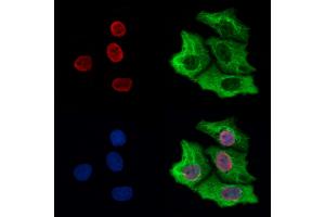 ABIN6265026 and ABIN6273161 staining Hela cells by IF/ICC. (SFPQ anticorps  (C-Term))