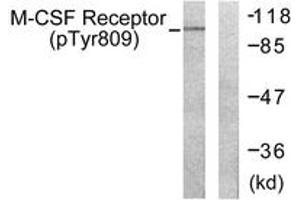 Western blot analysis of extracts from 293 cells treated with LPS 100ng/ml 30', using M-CSF Receptor (Phospho-Tyr809) Antibody. (CSF1R anticorps  (pTyr809))