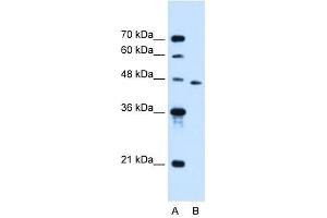 SLC16A12 antibody used at 0.