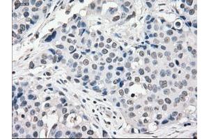 Image no. 5 for anti-P450 (Cytochrome) Oxidoreductase (POR) antibody (ABIN1497743) (POR anticorps)