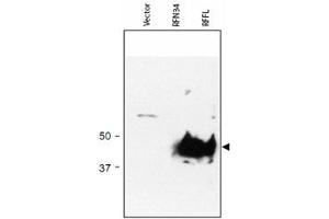 Western blot using RFFL polyclonal antibody  shows detection of RFFL (arrowhead) in lysate.