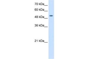 Western Blotting (WB) image for anti-Solute Carrier Family 41, Member 2 (SLC41A2) antibody (ABIN2462770) (SLC41A2 anticorps)