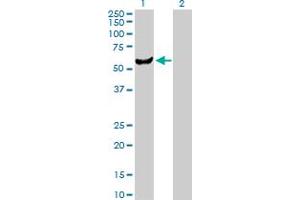 Western Blot analysis of UMPS expression in transfected 293T cell line by UMPS MaxPab polyclonal antibody. (UMPS anticorps  (AA 1-480))
