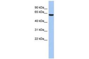 Image no. 1 for anti-LEM Domain Containing 2 (LEMD2) (C-Term) antibody (ABIN6743887) (LEMD2 anticorps  (C-Term))
