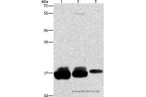 Western blot analysis of Hela, hepg2 and A375 cell, using IFITM3 Polyclonal Antibody at dilution of 1:500