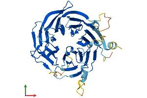 AlphaFold protein structure predicition of Human Recombinant WDR73 Protein, UniprotID Q6P4I2